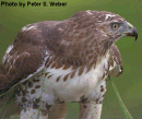 Picture for song 'The Hawk(live garage solo)' by artist 'Bill Robinson'