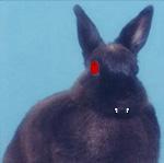 Picture for song 'Trust Bunnies' by artist 'Bitesized Buddha'