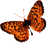 Picture for song 'Butterfly, Borboleta' by artist 'BJ Dooley'