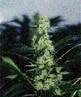 Picture for song 'Comp-360 freesteez pt 1' by artist 'Black Fox'