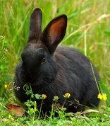 Picture for song 'Shine' by artist 'Black Rabbit'