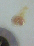 Picture for song 'highjinks - me & hotdinners Hububuzah!!' by artist 'Blamstoker'