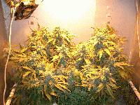 Picture for song '12 Sosay -Just Grimey' by artist 'BlockBusta'