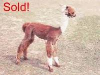 Picture for song 'improv.' by artist 'blue footed boobies'