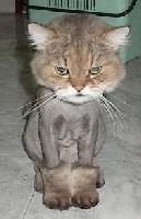 Picture for song 'keeps callin me' by artist 'BNCREDIBLE'