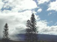 Picture for song 'Pines And Rain' by artist 'Bob Leslie'