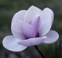 Picture for song 'Simply Beautiful' by artist 'Boingy Pongo'