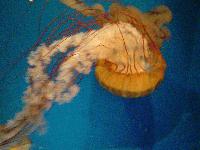 Picture for song 'Gentleman' by artist 'BonaFideYoung'