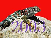 Picture for song 'Lizard 2003 - Rough Cut' by artist 'BONDANGO'