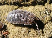 Picture for song 'WOODLICE' by artist 'Booyaka'