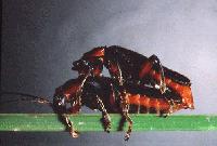 Picture for song 'variable cranston power-syllable' by artist 'boron jive leper'