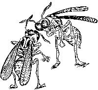 Picture for song 'box of wasps' by artist 'box of wasps'