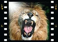 Picture for song 'Professional (Riddim Driven)' by artist 'Boya Dunn'