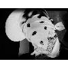 Picture for song 'Nightmare' by artist 'Boyz In Black'