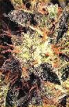 Picture for song 'FUNK-E' by artist 'BRAWLIN' BLACK'