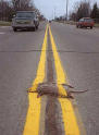 Picture for song 'Road Kill' by artist 'Breakbeatpimp'