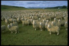 Picture for song 'Sheep Pride' by artist 'Break The Silence'