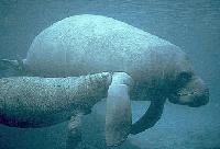 Picture for song 'simon (troubled waters)' by artist 'brendy beats'