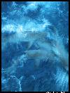 Picture for song 'Internal Damage' by artist 'BrixBeatz'