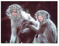 Picture for song 'Funky Monkey' by artist 'Bro Jamms JM'