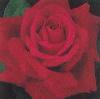 Picture for song 'Smell the Roses' by artist 'Broken Side'