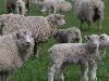 Picture for song 'Ezekiel 34 - Shepherding' by artist 'BrotherX'