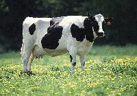 Picture for song 'King Eric P and the Love Cow' by artist 'BT and the Crackheads'