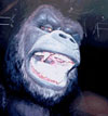 Picture for song 'King Kong' by artist 'BT and the Crackheads'