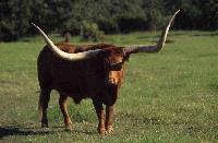 Picture for song 'Metal Cow' by artist 'BT and the Crackheads'