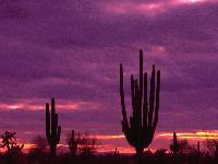 Picture for song 'The Magic World Of Homegrown Shrooms' by artist 'Bthugg/Bar Spitta'