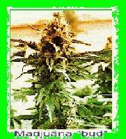 Picture for song 'Optical Elusion ll' by artist 'buddaflowuh'