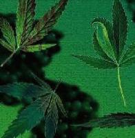 Picture for song 'Buddah Junkiez' by artist 'Buddah Junkiez'