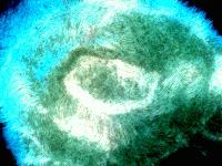 Picture for song 'Triple Jumbo Columbo Combo' by artist 'Buddy Bologna'