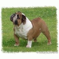 Picture for song 'Without Me (UK Remix)' by artist 'BuLL DoGG MC'