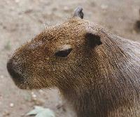 Picture for song 'agony' by artist 'busyb02'