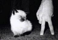 Picture for song 'Intro Song' by artist 'ButtCat'