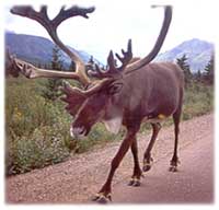 Picture for song 'Le Caribou' by artist 'Buttlick'