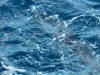 Picture for song 'blue' by artist 'Byyrrdd'