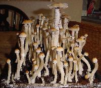 Picture for song 'audiobot237- Shroomer Beat' by artist 'cabs237'