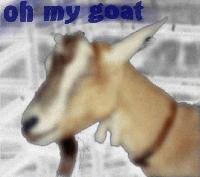 Picture for song 'Oh My Goat' by artist 'Cactus Fusion'