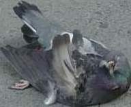 Picture for song 'Slowly Ship' by artist 'cainKuri'