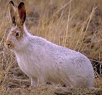 Picture for song 'Ferdinand' by artist 'Callic'