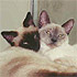 Picture for song 'Nothing More Than Love' by artist 'Callisto'