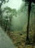Picture for song 'Bosque antiguo' by artist 'Cambridge 2003'