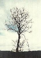 Picture for song 'In the Shadows and behind the Trees' by artist 'Canor'
