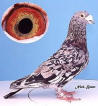 Picture for song 'Racing Pigeon (Do Your Best)' by artist 'capernwray'