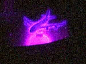 Picture for song 'Saint Elmo's Fire' by artist 'Capers Simmons'