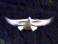 Picture for song 'The Dove' by artist 'Capers Simmons'