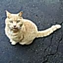 Picture for song 'Such Big Shoe' by artist 'Captains of Chennai'