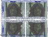 Picture for song '6.I got them all by Hoppa feat biggshellz' by artist 'Caribbean disciple productions'